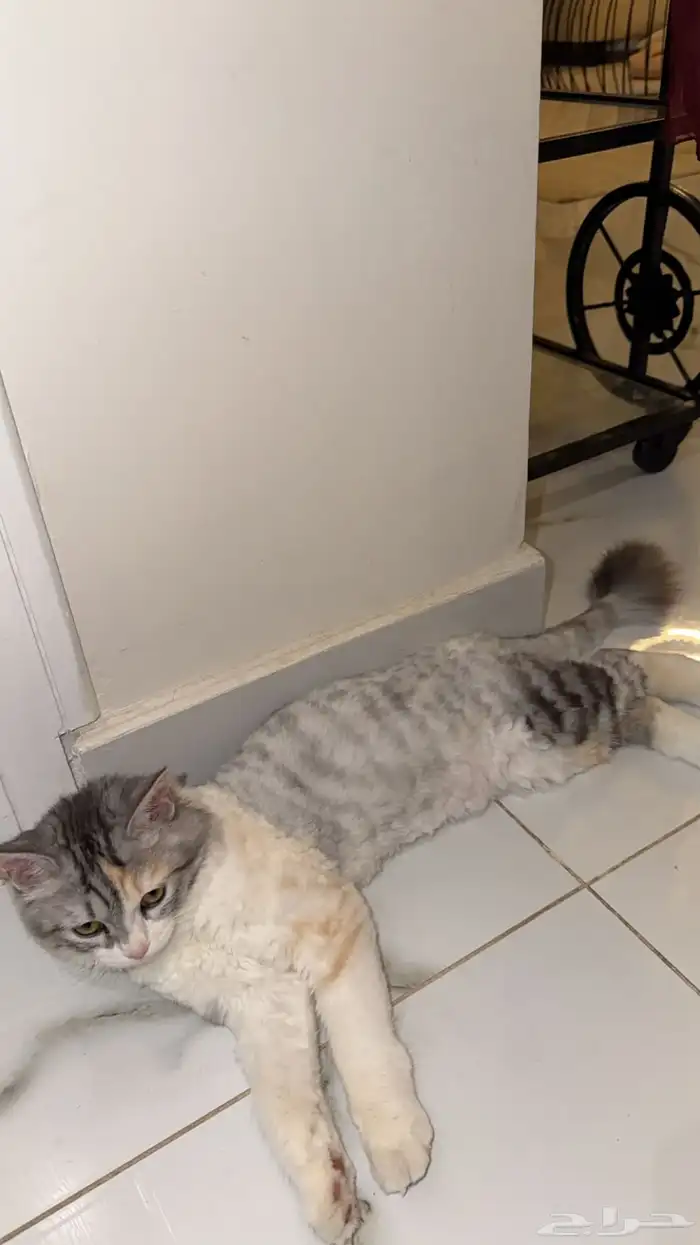 قطط للبيع والتبني 2