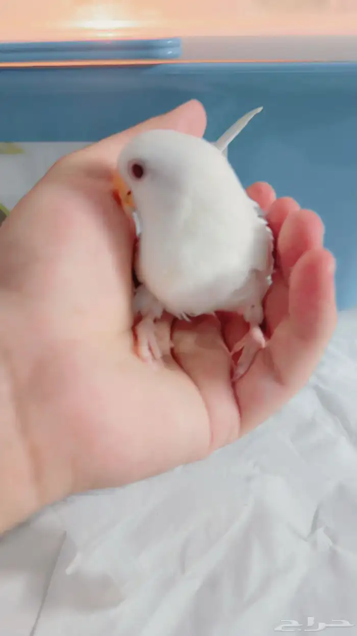 فروخ روز غار وأليف مره ولعوب 3