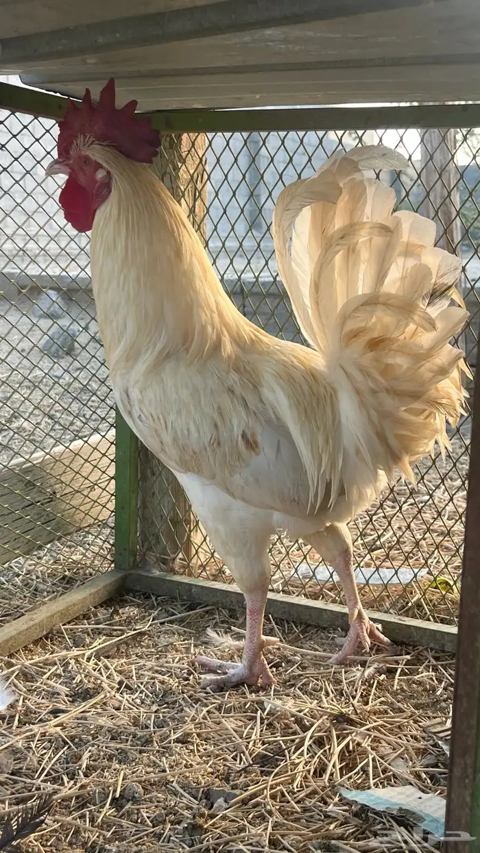 ديك ترثه اصيل 0