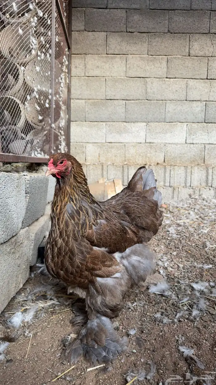 طقم براهما كلومبي فاخر 3