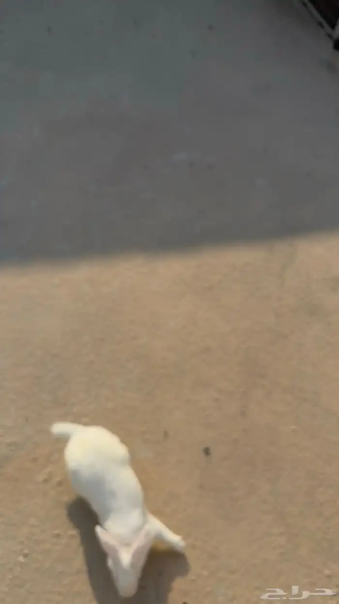 ارانب فرنسية للبيع ضاحية الجبيل 1