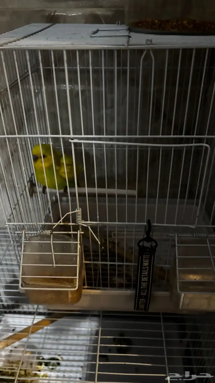 طيور زينة للبيع 8