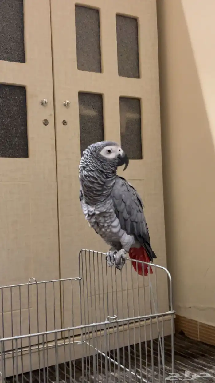 كاسكو للبيع متكلم واليف 0