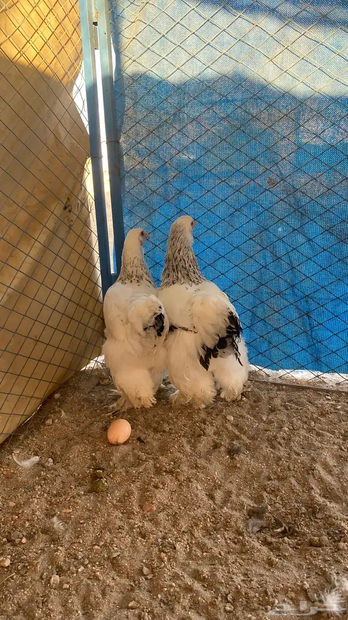 فروخ كولومبي 3