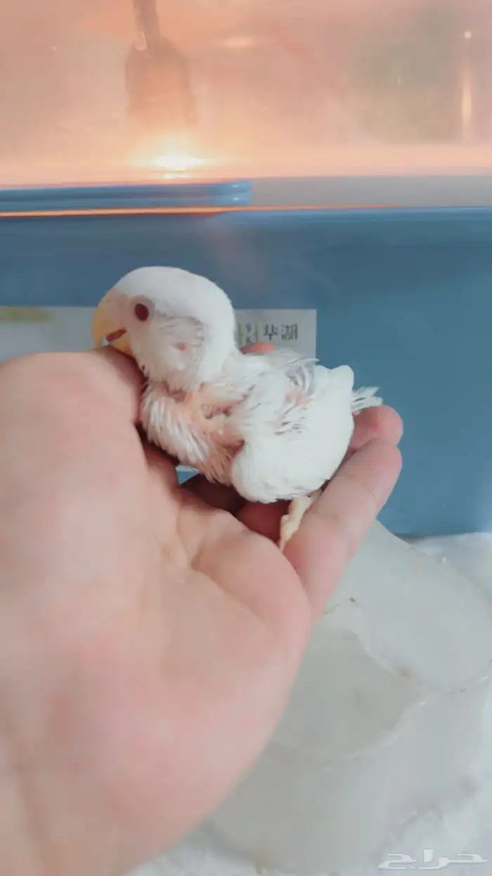 فروخ روز غار وأليف مره ولعوب 11