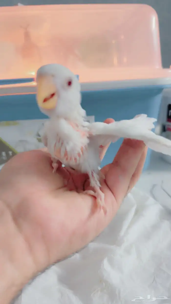 فروخ روز غار وأليف مره ولعوب 10