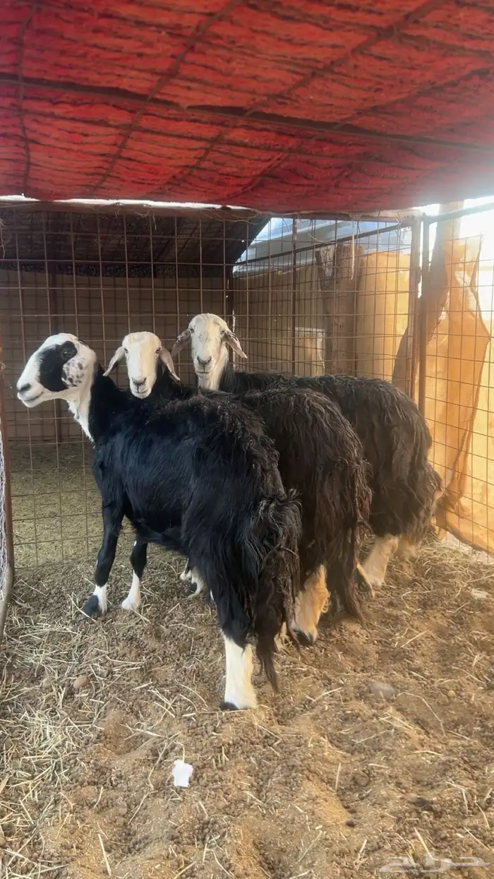 ضان نجد مضاريع 0