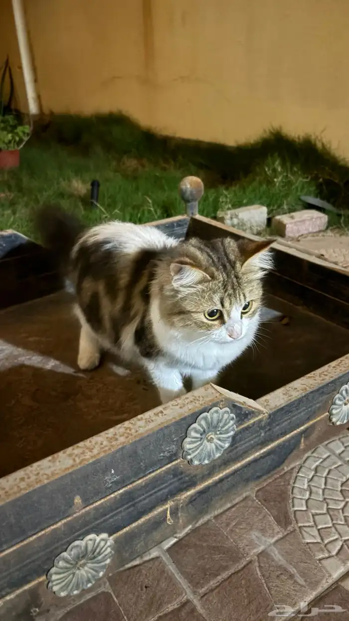 قطط للبيع على السوم 0