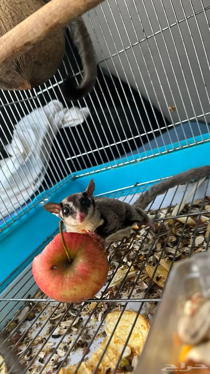 شوقر قلايدر منتج 0