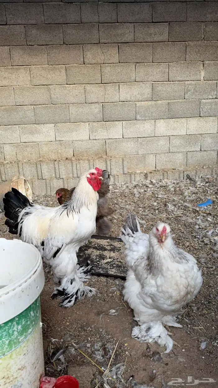 طقم براهما كلومبي فاخر 5