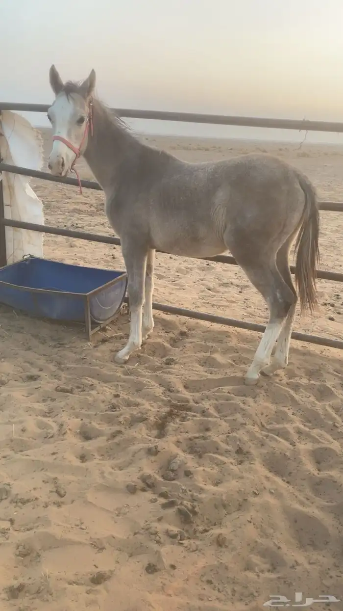 مهر عربي شعبي 1