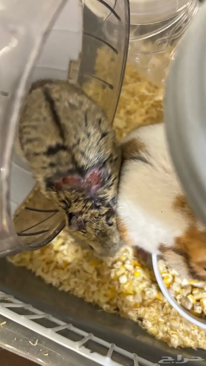 هامستر للبيع 7