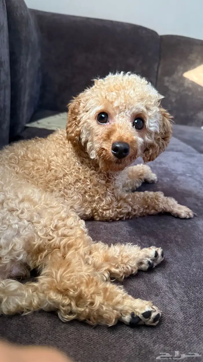 كلبة بودل انثى في فترت تزاوج وانتاج 2