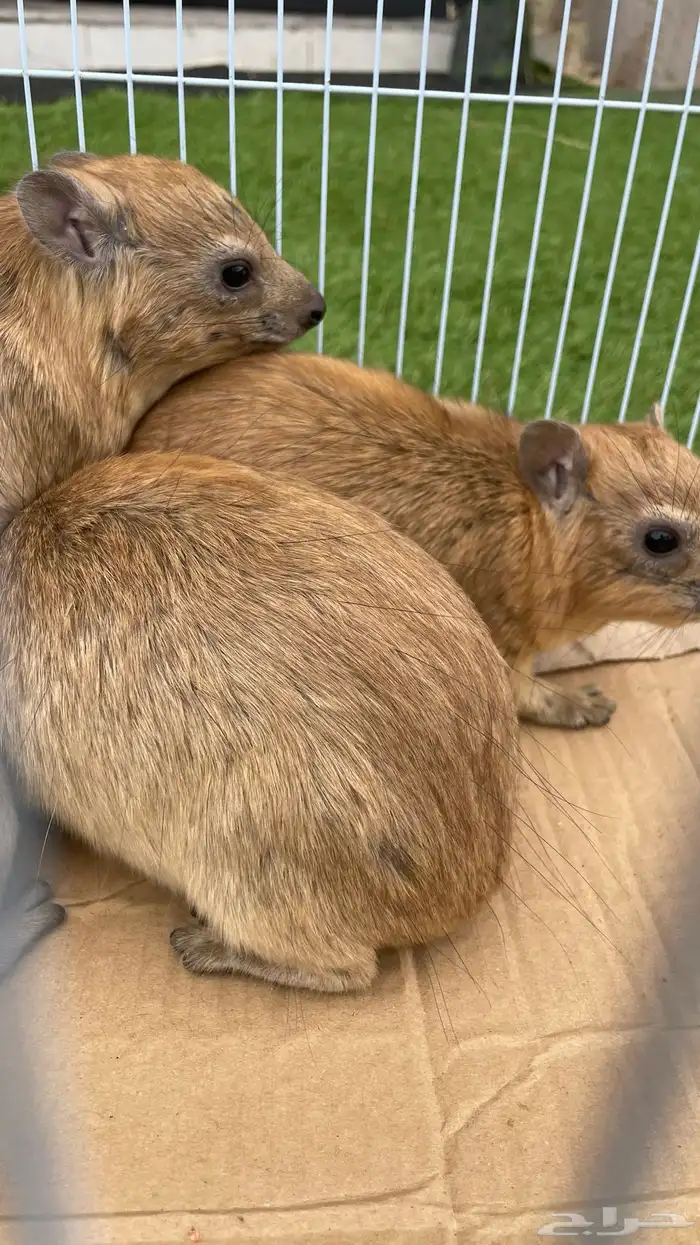 وبران نجدية 3