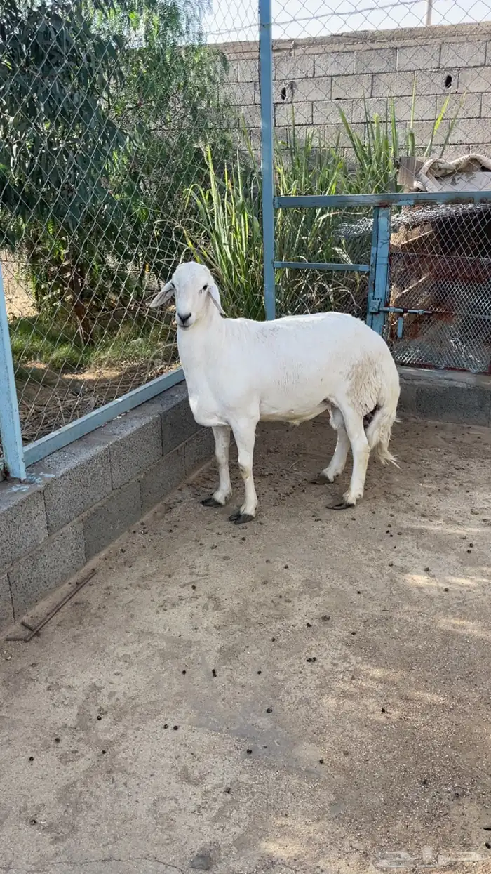 للبيع خرفان فحول وتيوس فحول 0