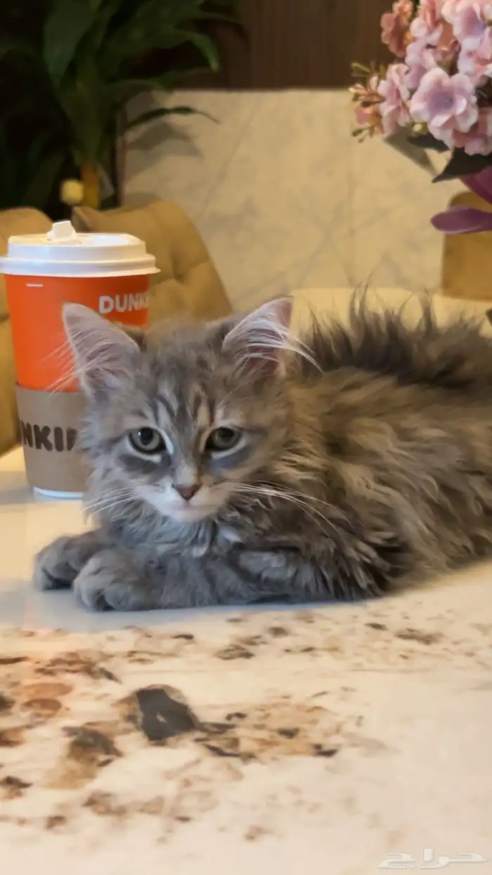 قطه شيرازي للبيع 0