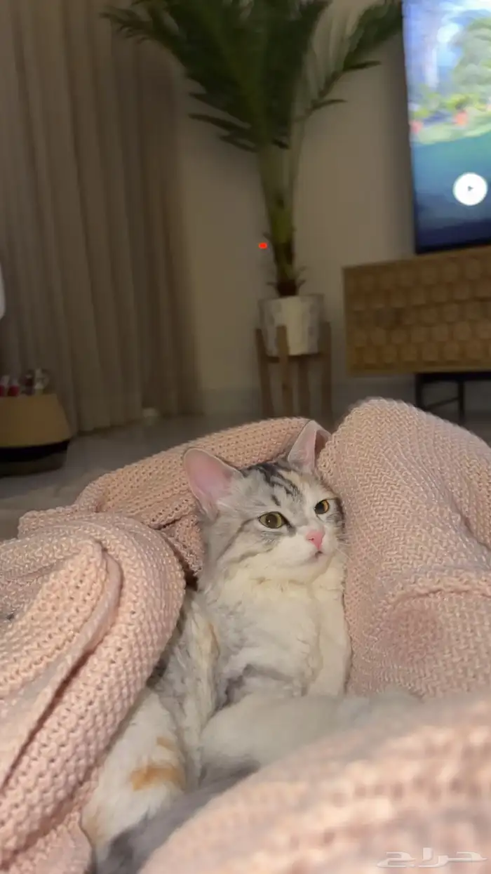 قطط للبيع والتبني 3