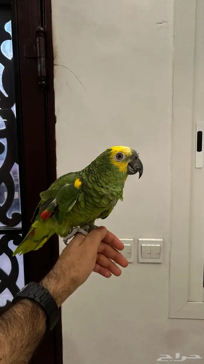 ببغاء امزوني بلوفرنتد 0