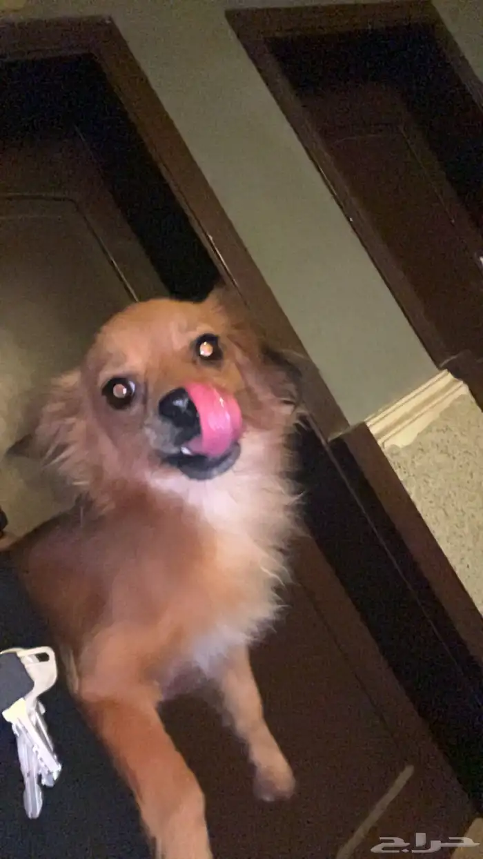 كلب للتبني 0