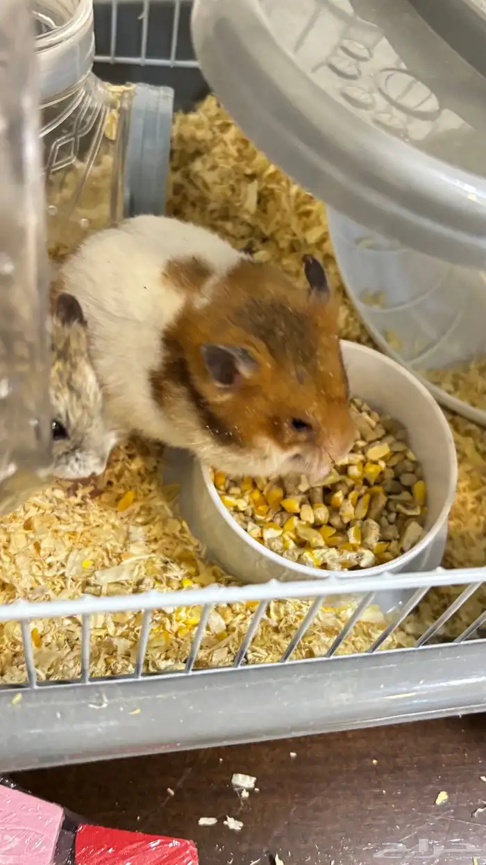 هامستر للبيع 3