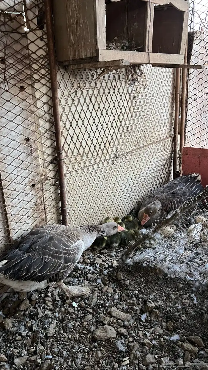 وز منتج تحتها فروخ 3