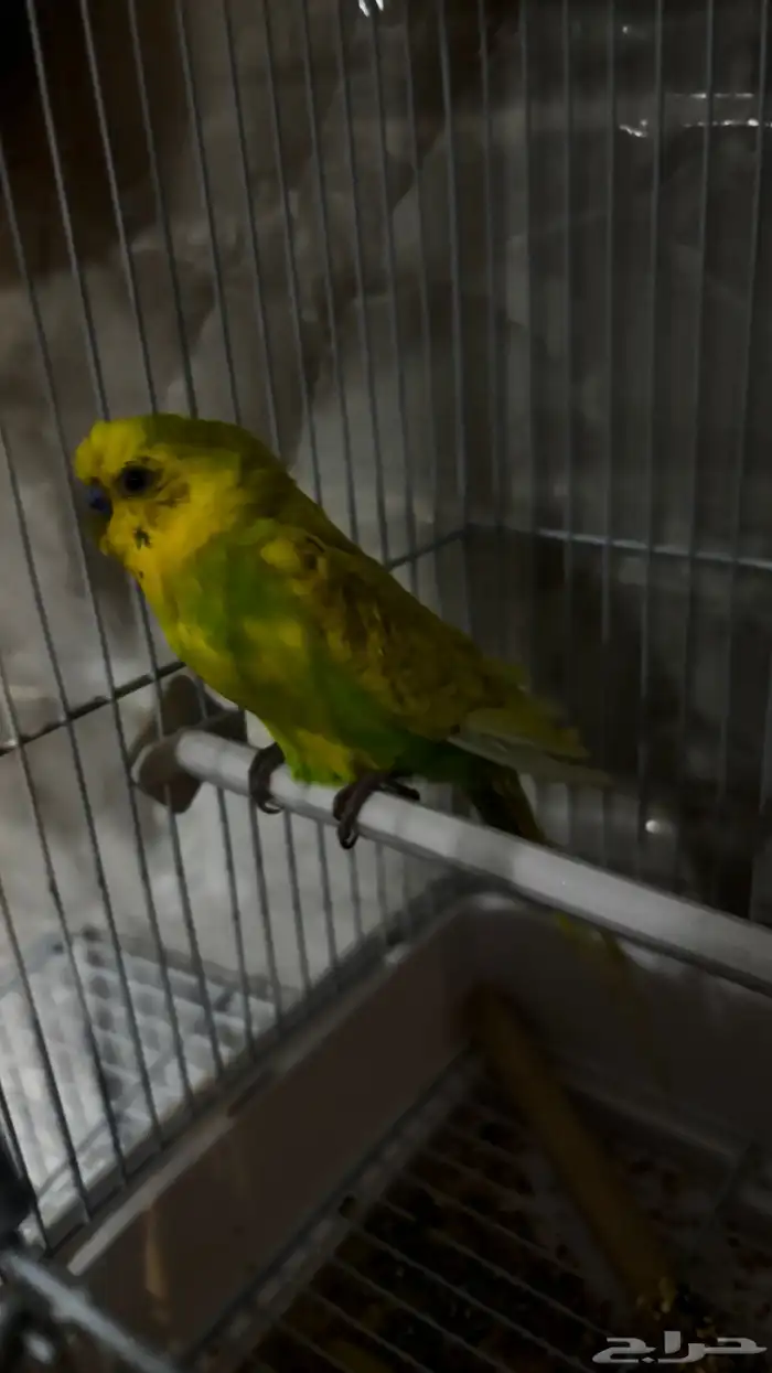 طيور زينة للبيع 6