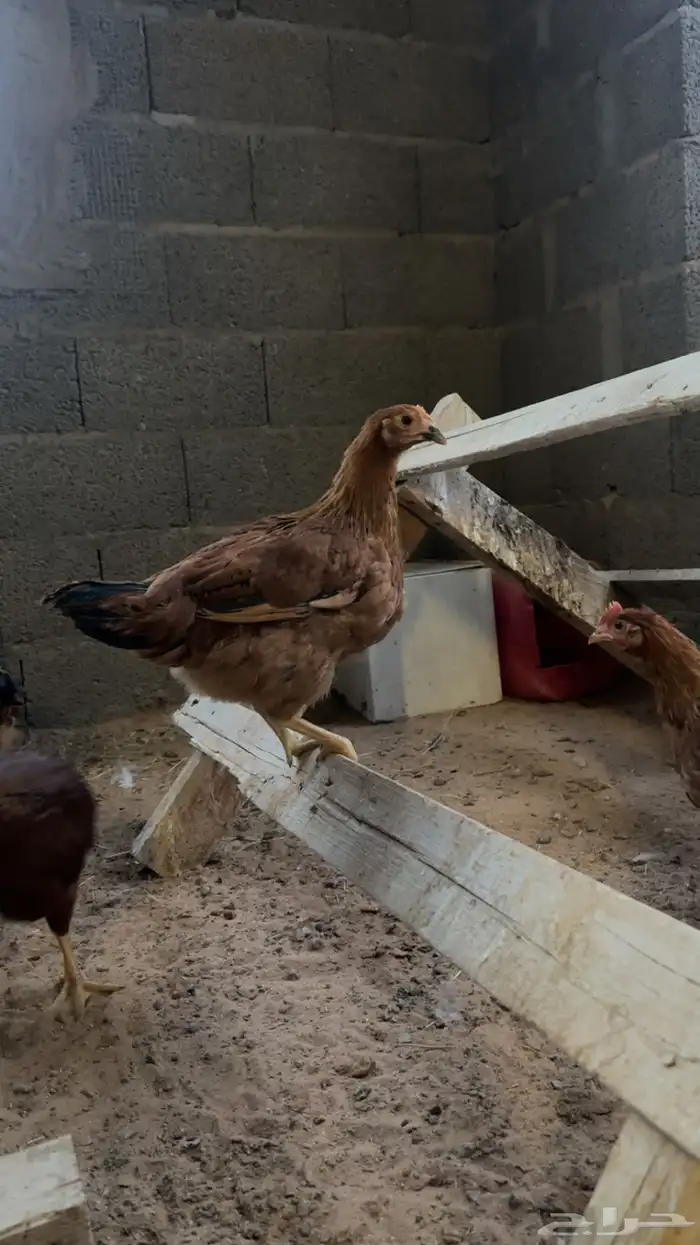 لوهمان براون 3 شهور ( تم البيع) 0