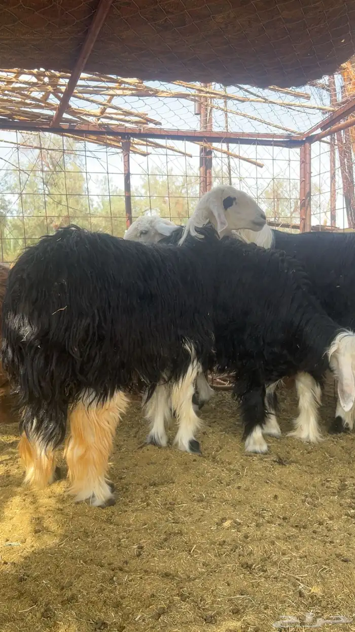 طلي نجدي فاخر جذع وعدد 3 رخال السن جذعان 2