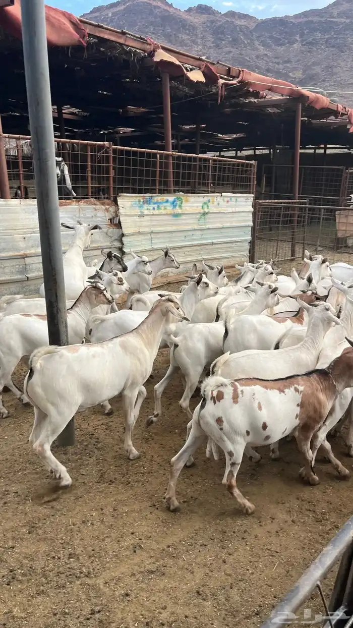 تيوس جدع مخاصي بيشي 0