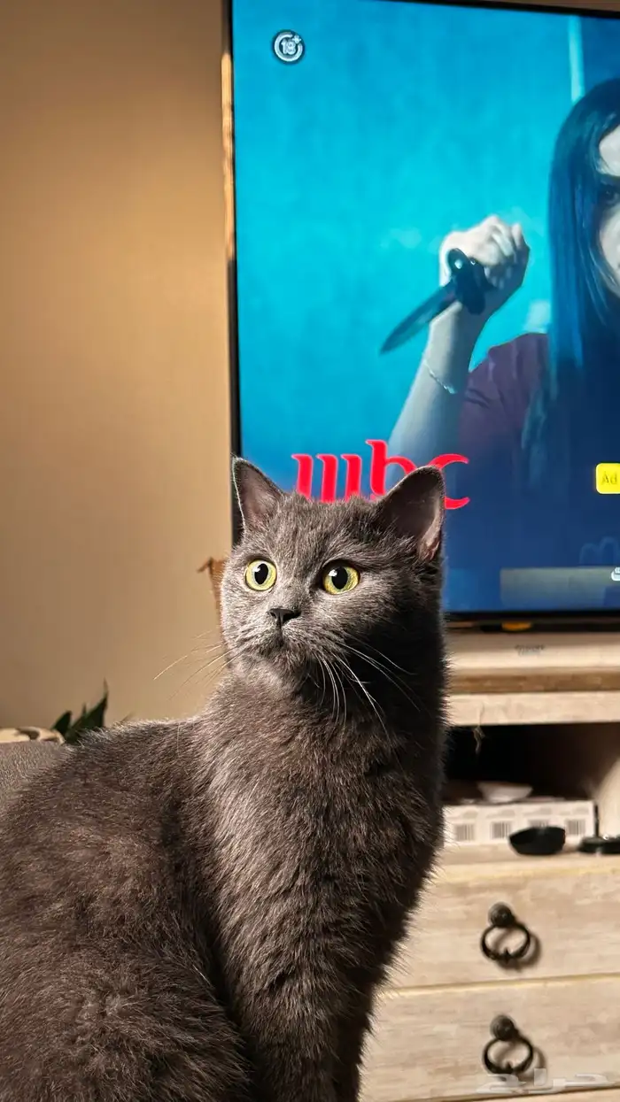 فندقه جميع الحيوانات 1