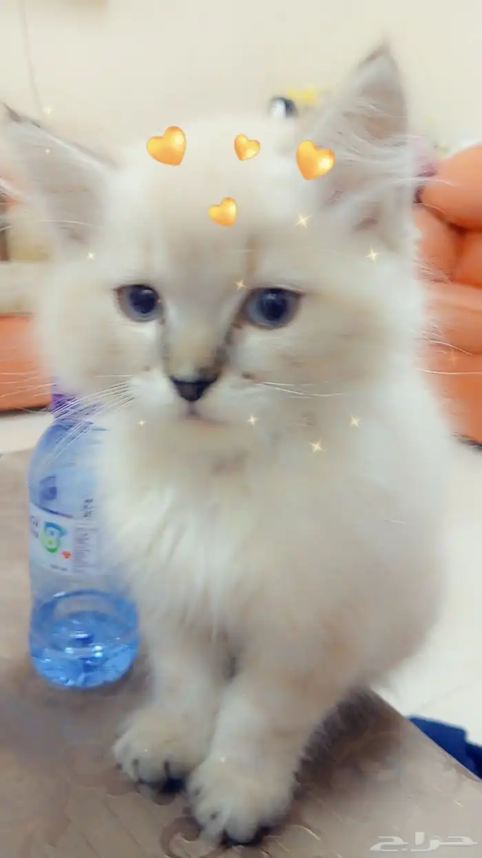 قط للبيع أليف الي يبيه تواصل على الرقم 0