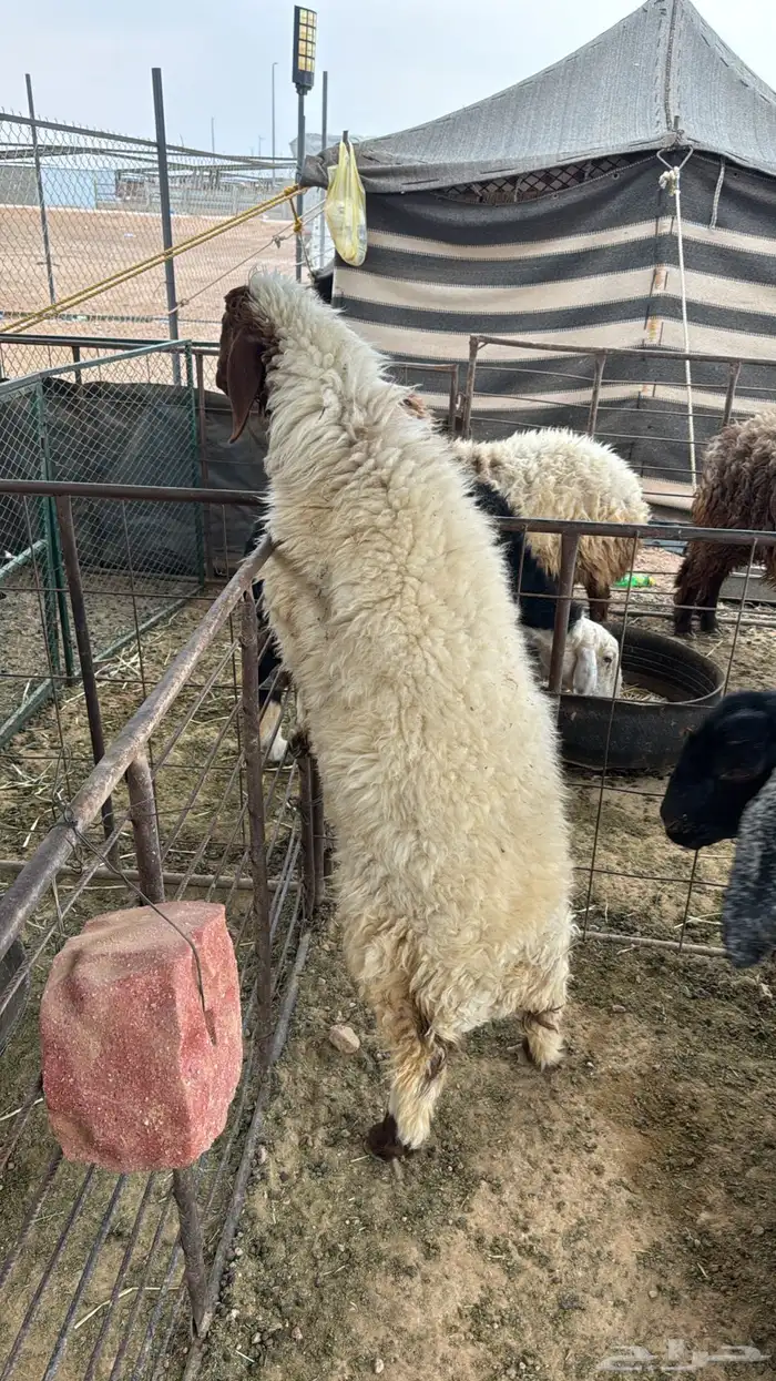 رخله العمر 7 شهور بريه 1