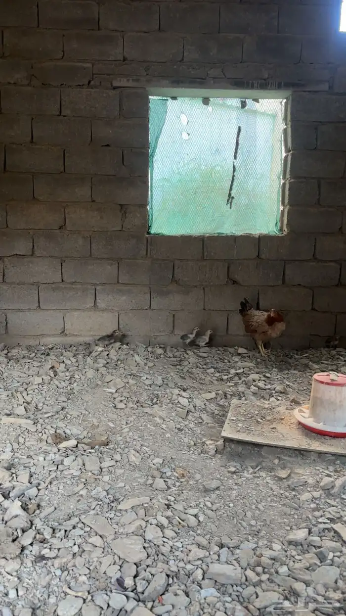 دجاجة بلدية تحتها 6 0