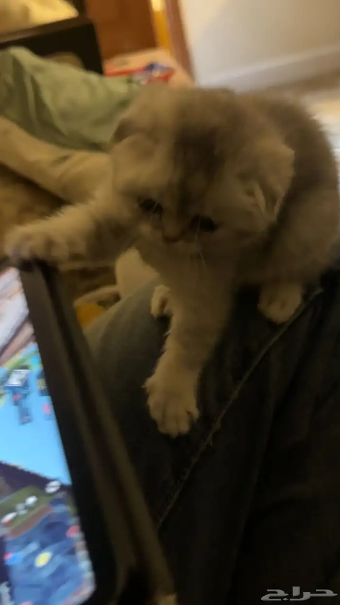 سكوتش فولد صغيره مميزه للبيع 1