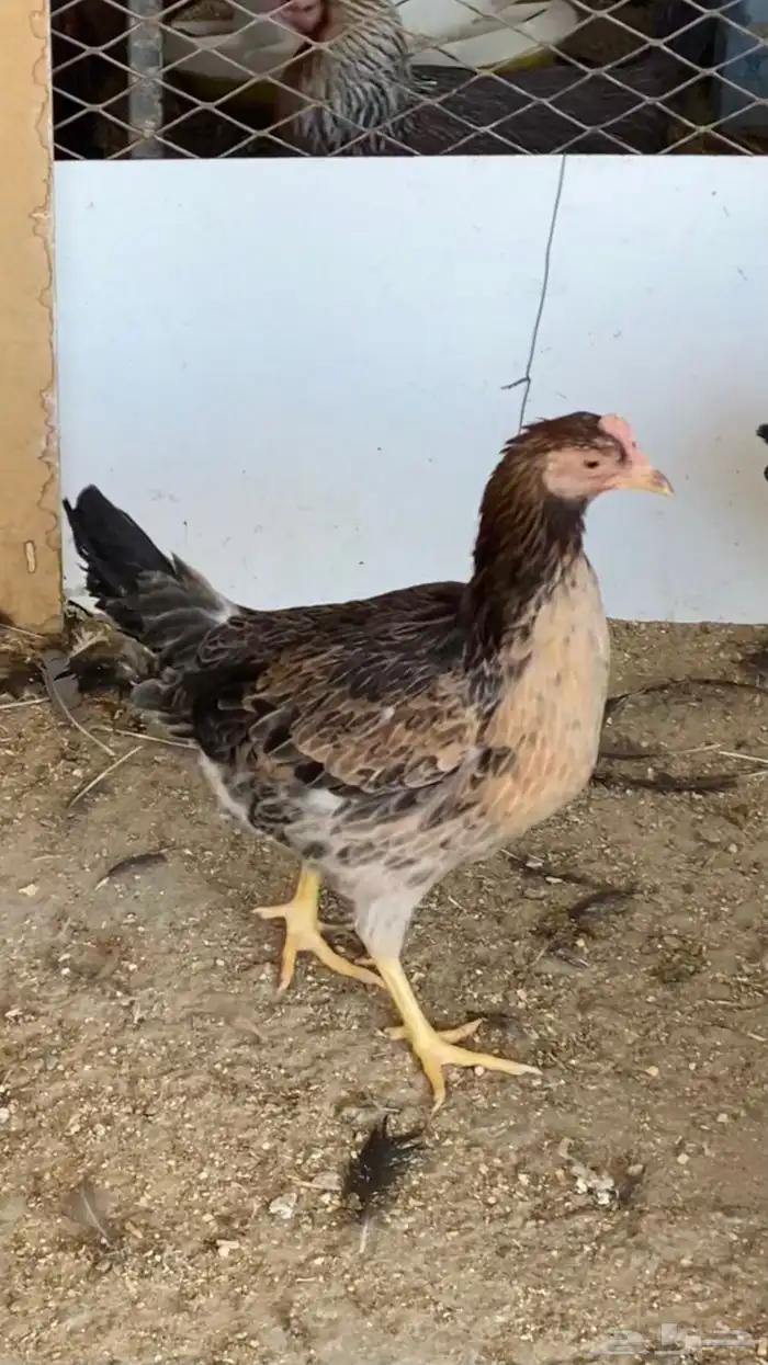 دجاج عربي مكاحيل 1