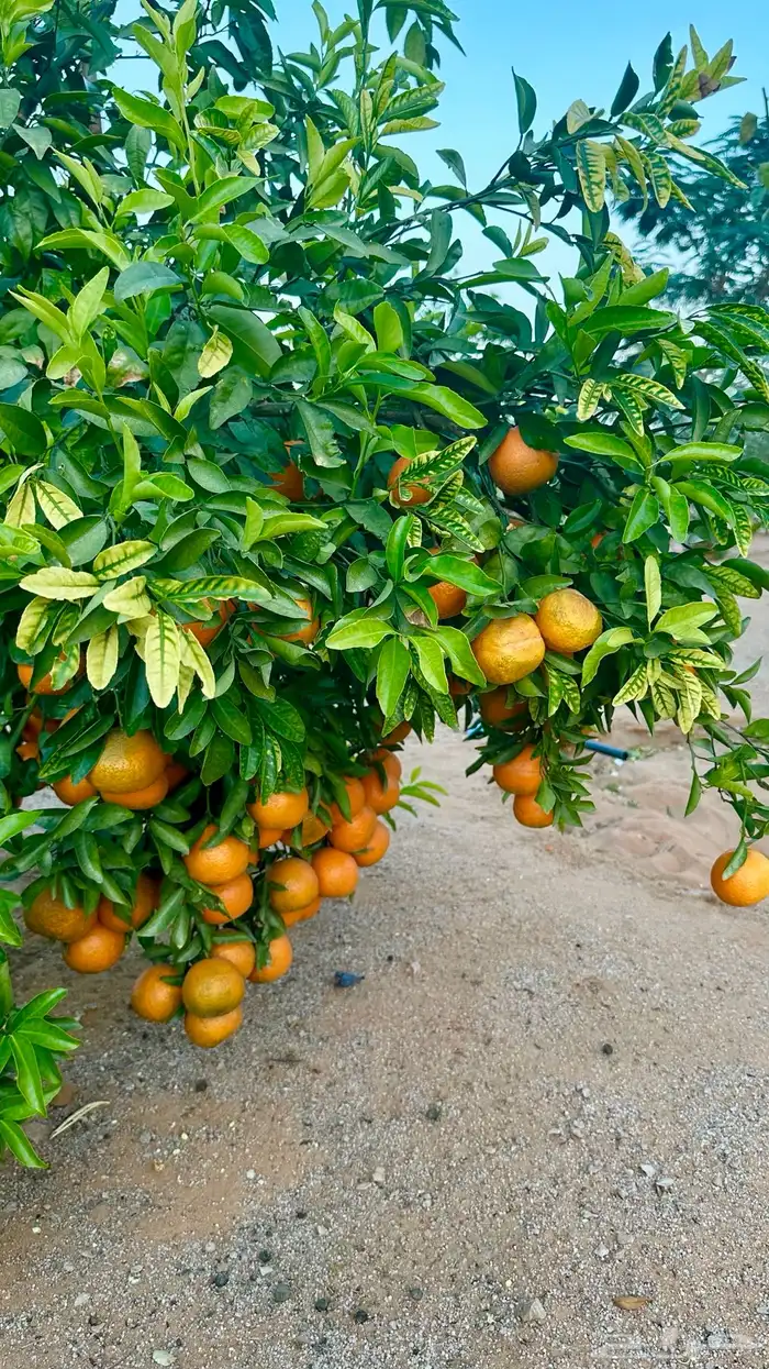 بستان للإيجار اليومي في حائل (القاعد) 10 آلاف متر 15