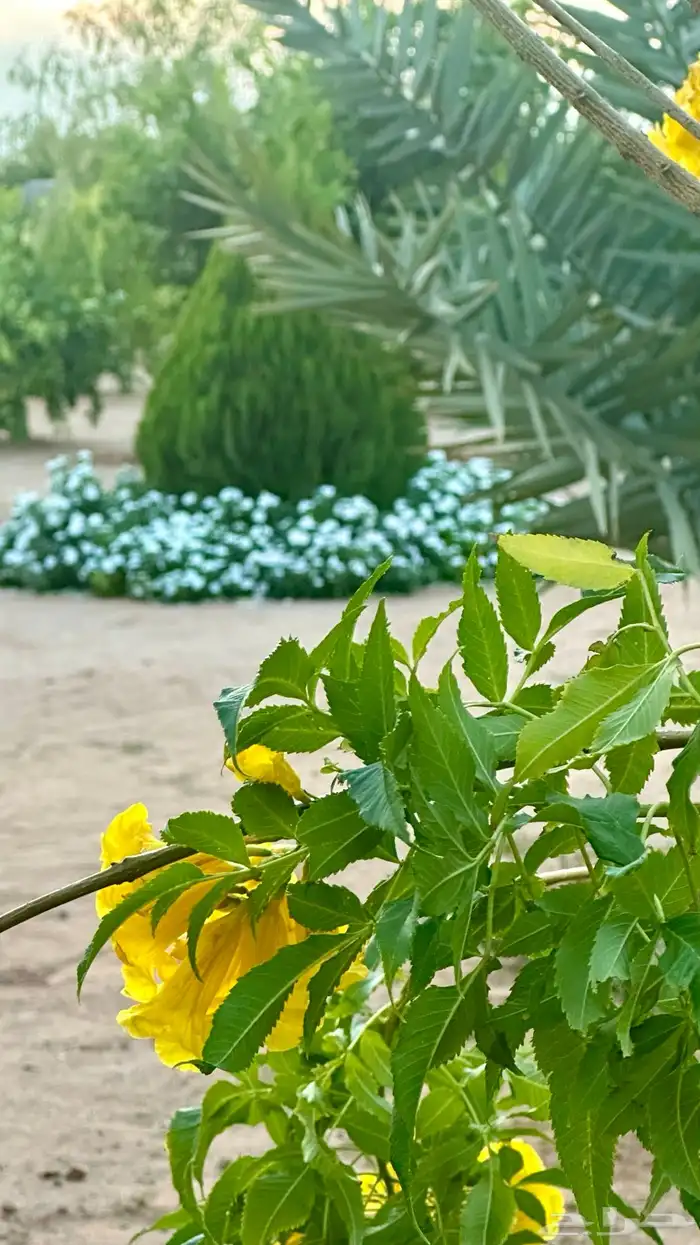 بستان للإيجار اليومي في حائل (القاعد) 10 آلاف متر 10