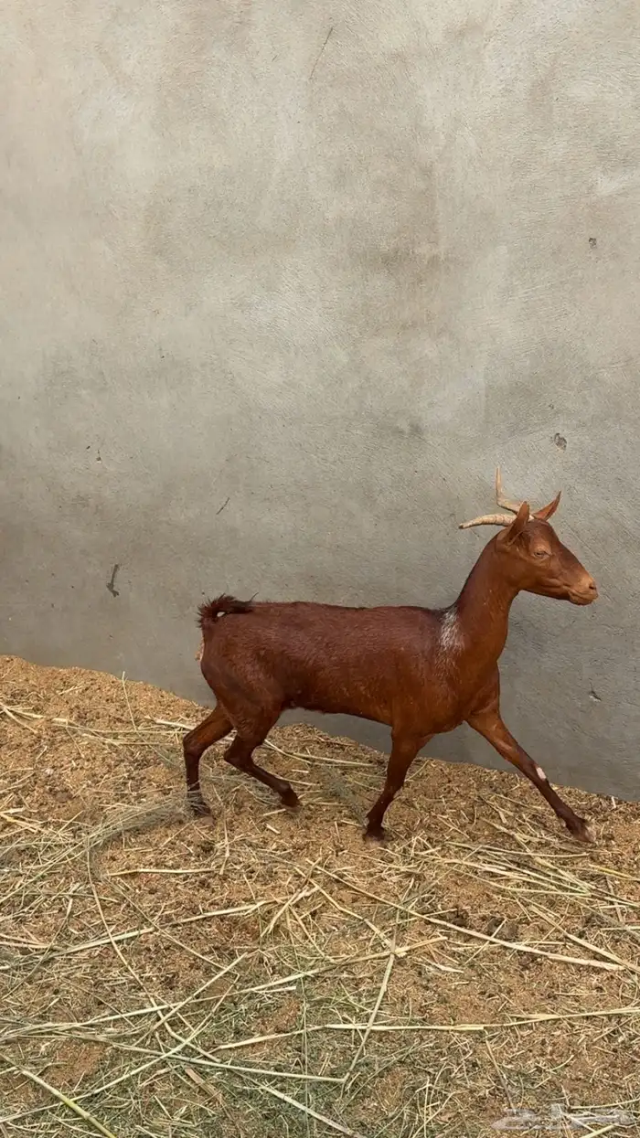 عنز جنوبيه 0