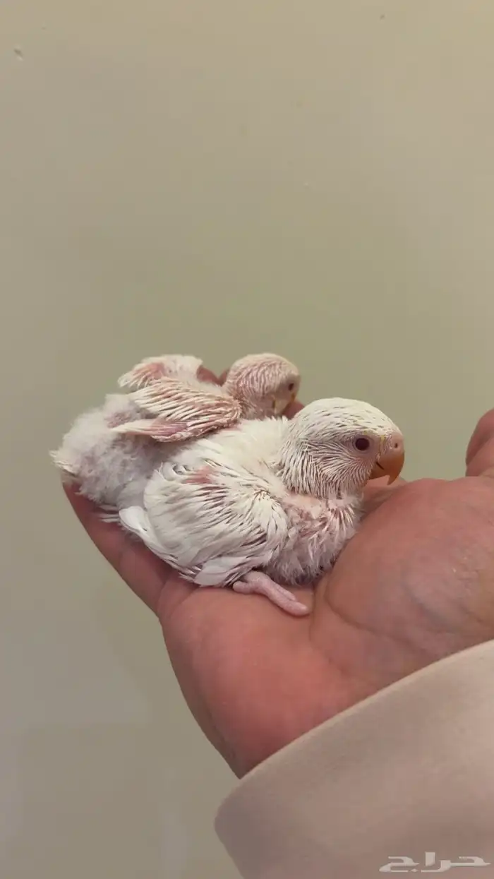 فرخين روز ألبينو عيون حمر 0