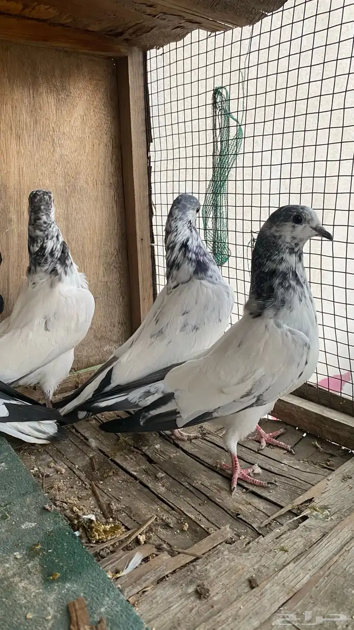 طبات بتيرا عدد طبتين 1