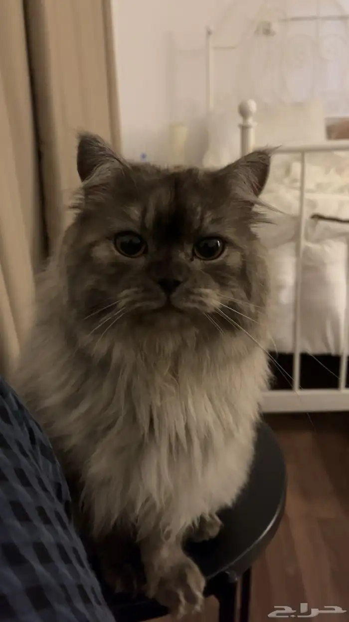 قط للتبني مع جميع اغراضه 0