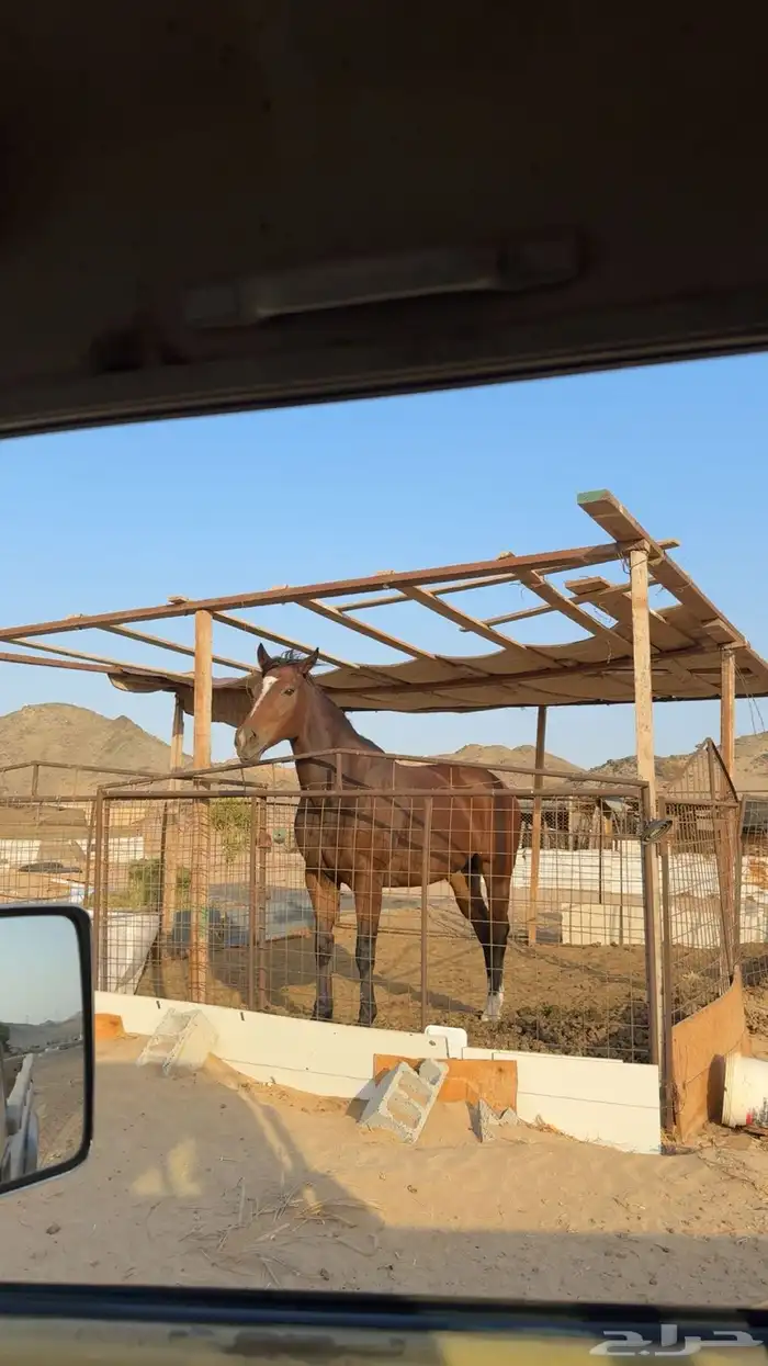 فرس انجليزيه 1