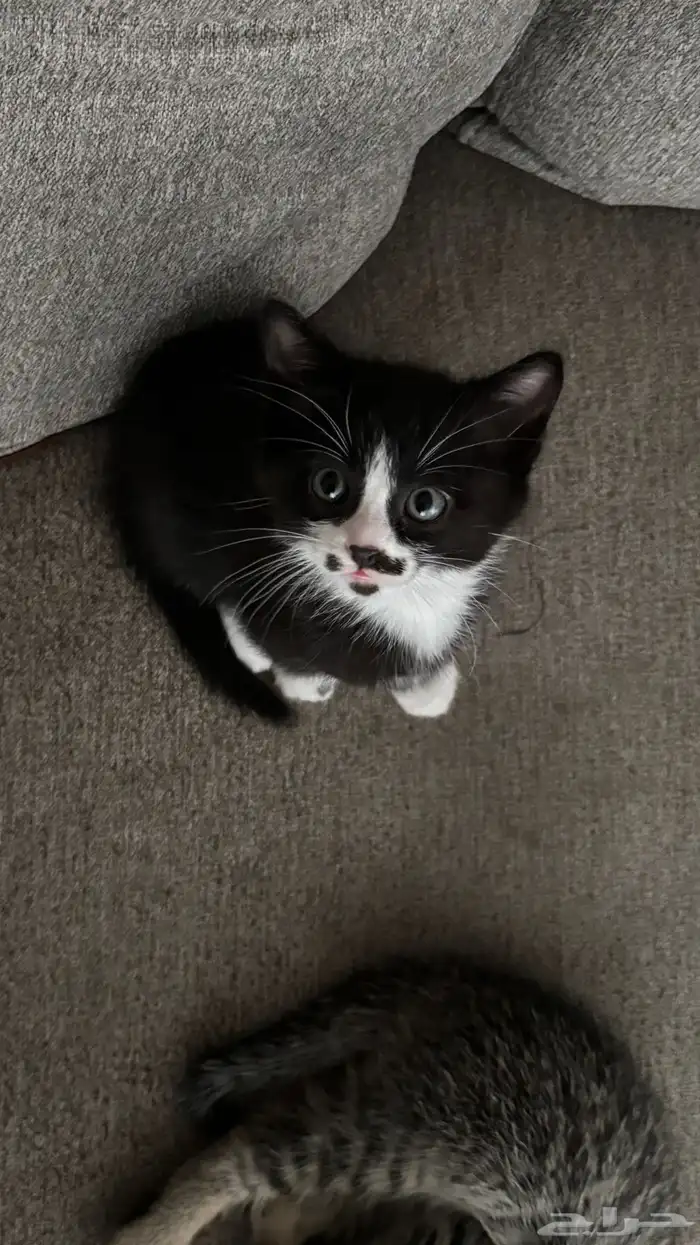 قطط صغيرة للتبني 0