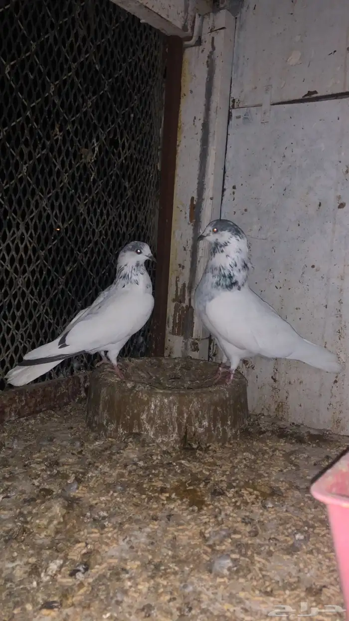 حمام باكستاني 0