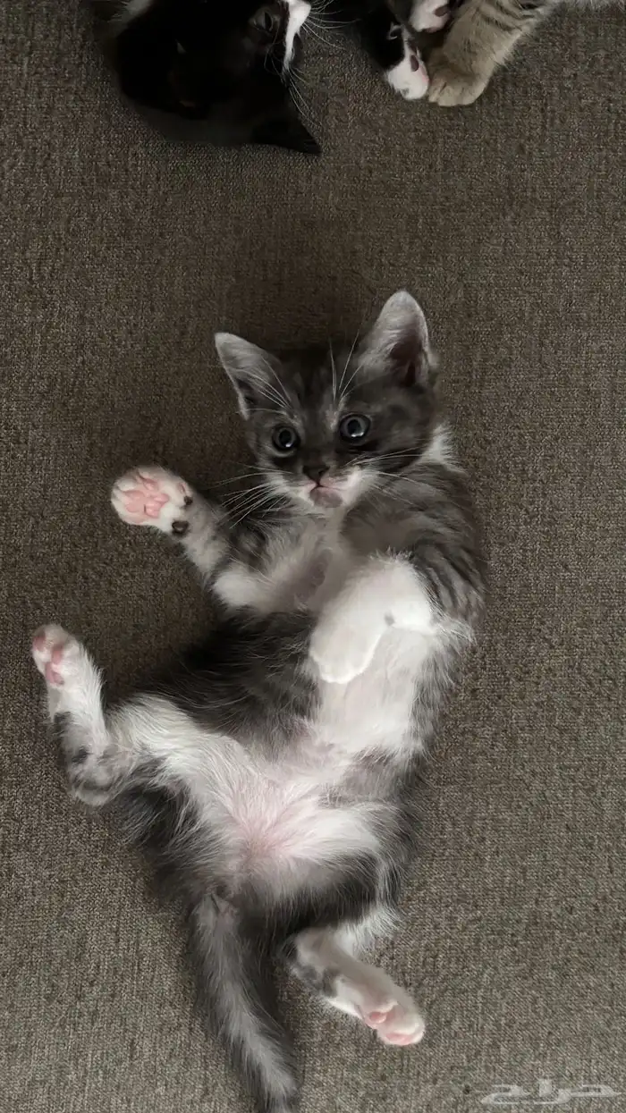 قطط صغيرة للتبني 1