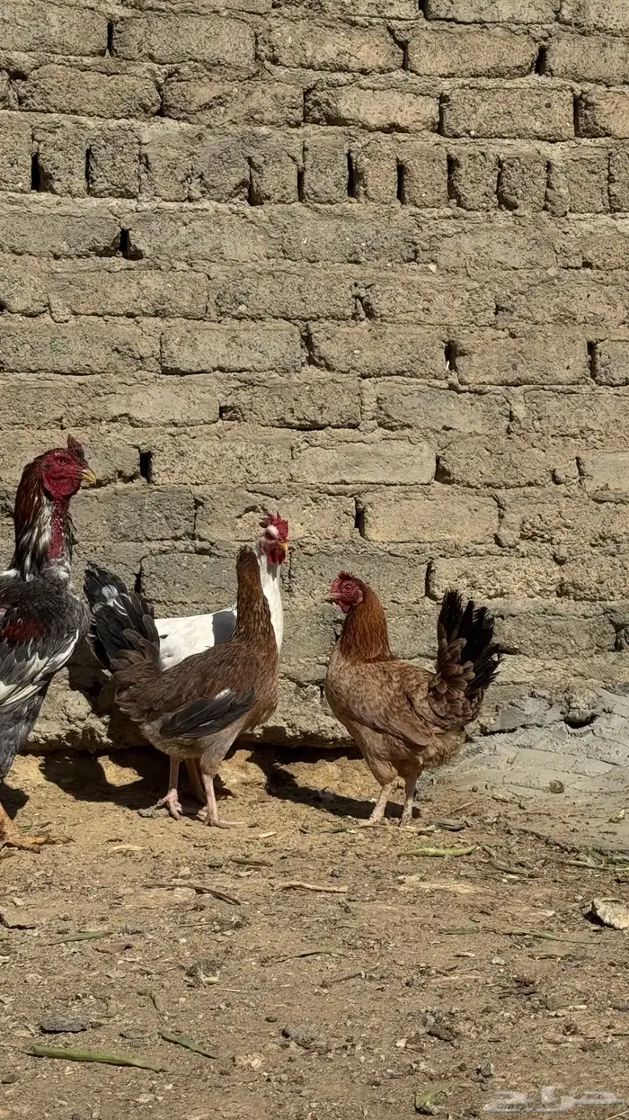 دجاج البيع 4