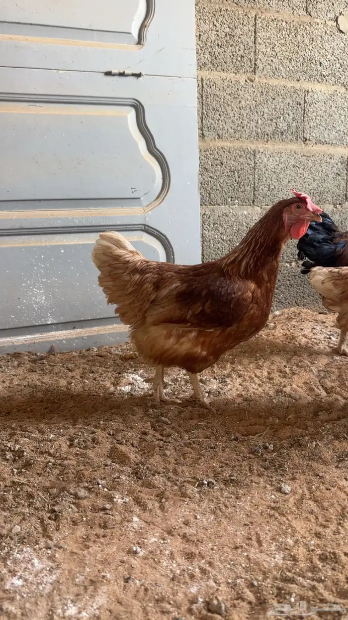 لوهمان براون 3 شهور ( تم البيع) 2