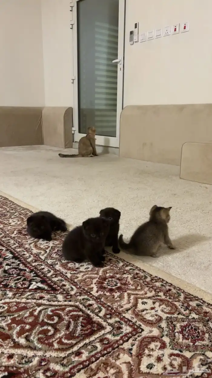 قطط سكوتش كتن للبيع 2