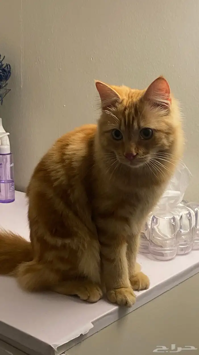 قط شيرازي ذكر للتبني 0