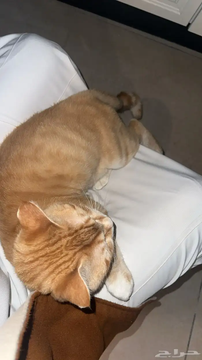 للبيع قط بيت 2